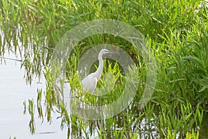Great EgretÃÂ Ardea alba Great White Egret, Common Egret